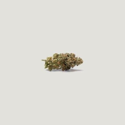 Papaya Plum Auto Feminized Seeds-PCG-PAPL-AUTO-FEM
