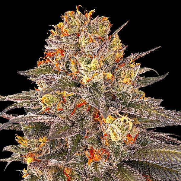 Six Senses Feminised Seeds-G13L-SISE-FEM