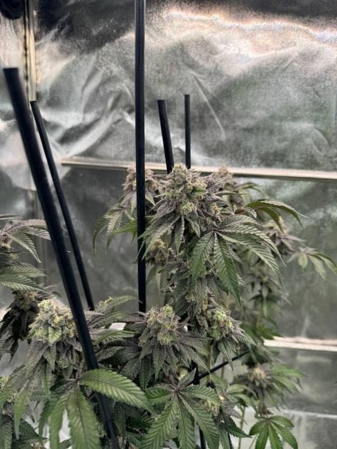 Gary Sherbet Feminized Seeds-FB-GASH-FEM