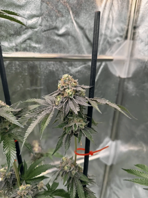 Gary Sherbet Feminized Seeds-FB-GASH-FEM