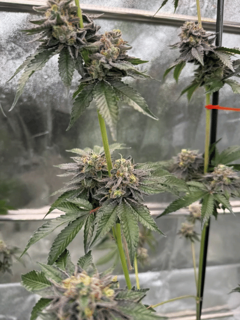 Gary Sherbet Feminized Seeds-FB-GASH-FEM