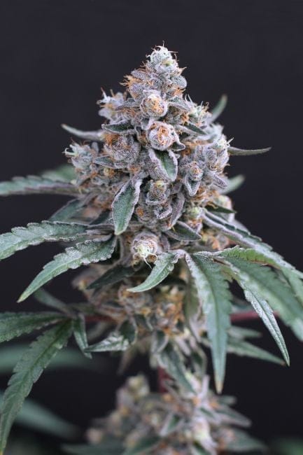 Turbo Junky Feminised Seeds-EXO-TUJU-FEM