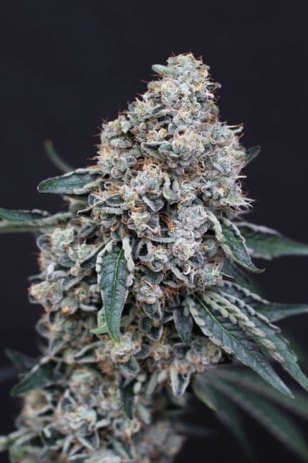 Quick Wash Feminised Seeds-EXO-QUWA-FEM
