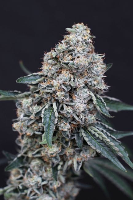 Quick Wash Feminised Seeds-EXO-QUWA-FEM