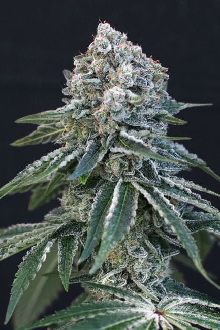 Death Roll Feminised Seeds-EXO-DERO-FEM