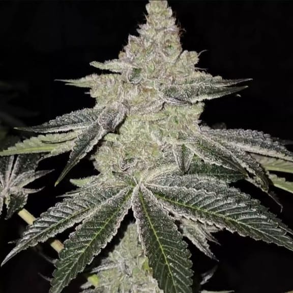 Chama R1 Feminised Seeds-ETHO-CHAMR1-FEM