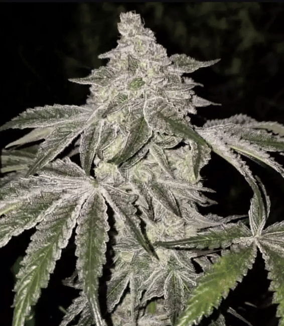 Atomic Leisure R1 Feminised Seeds-ETHO-ATLER1-FEM