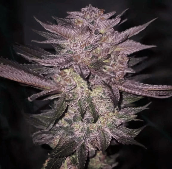 Atomic Fuego R1 Feminised Seeds-ETHO-ATFUR1-FEM