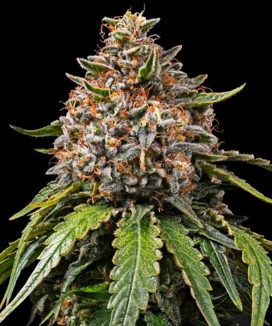 White Widow редовно семена-BFS-WHWI-REG