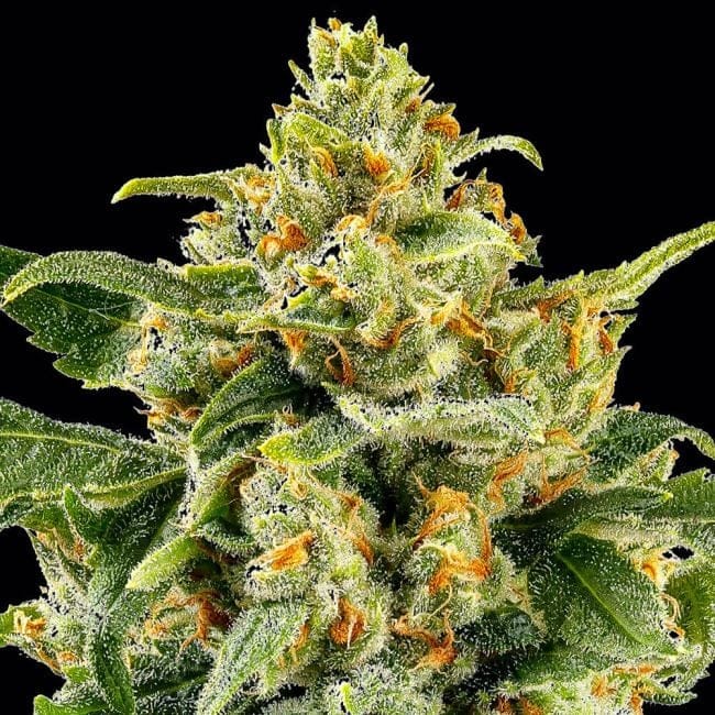 Skunk #1 редовно семена-BFS-SKU1-REG