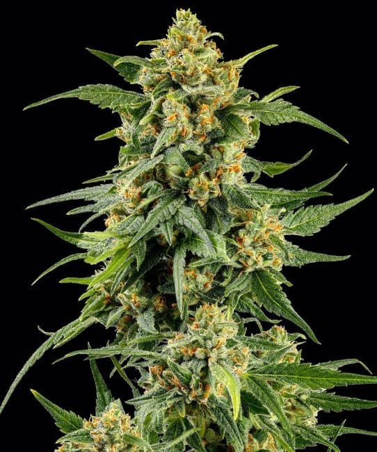 Skunk #1 редовно семена-BFS-SKU1-REG