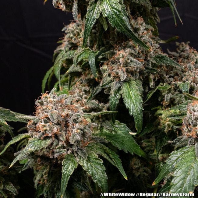 White Widow редовно семена-BFS-WHWI-REG