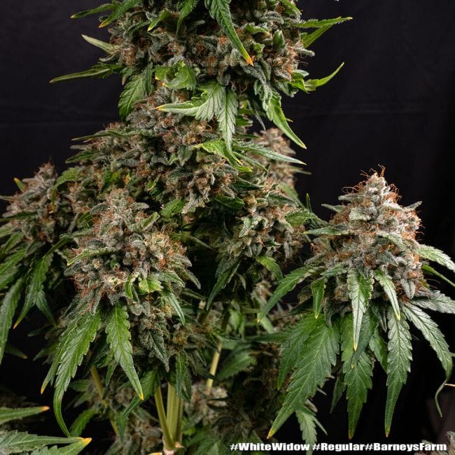 White Widow Regular Seeds-BFS-WHWI-REG