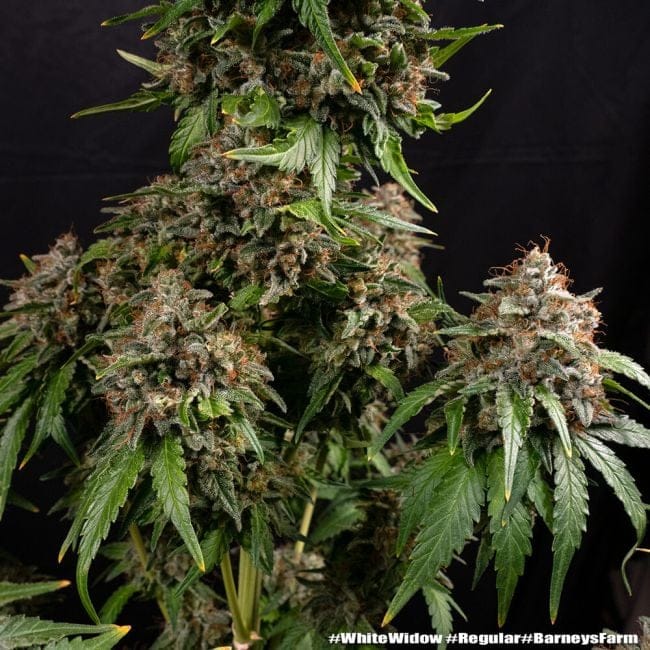White Widow редовно семена-BFS-WHWI-REG