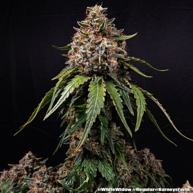 White Widow Regular Seeds-BFS-WHWI-REG
