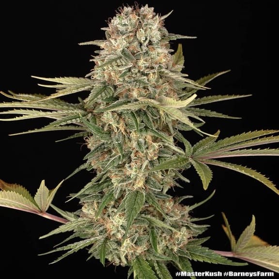 Master Kush Regelmäßig Saatgut-BFS-MAKU-REG