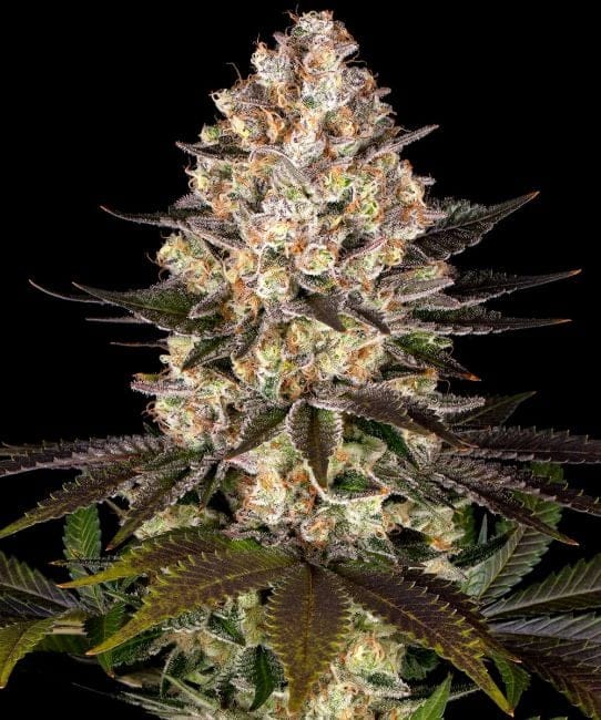 Hindu Kush Regular Seeds-BFS-HIKU-REG