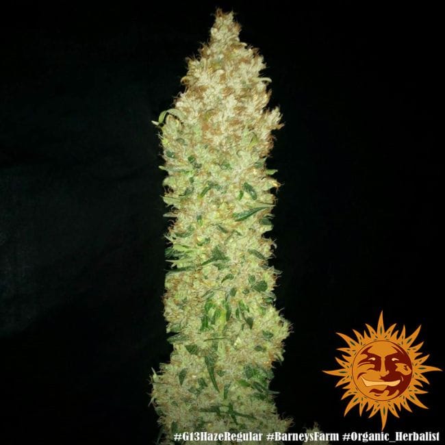 G13 Haze Normal Semillas-g13-haze-regular