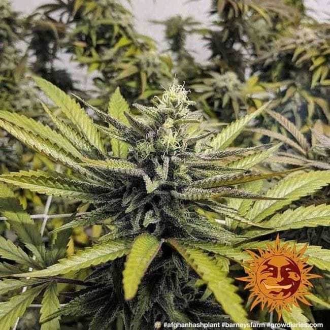 Afghan Hash Plant Regular Seeds-BFS-AFHP-REG