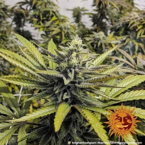 Afghan Hash Plant Regular Seeds-BFS-AFHP-REG