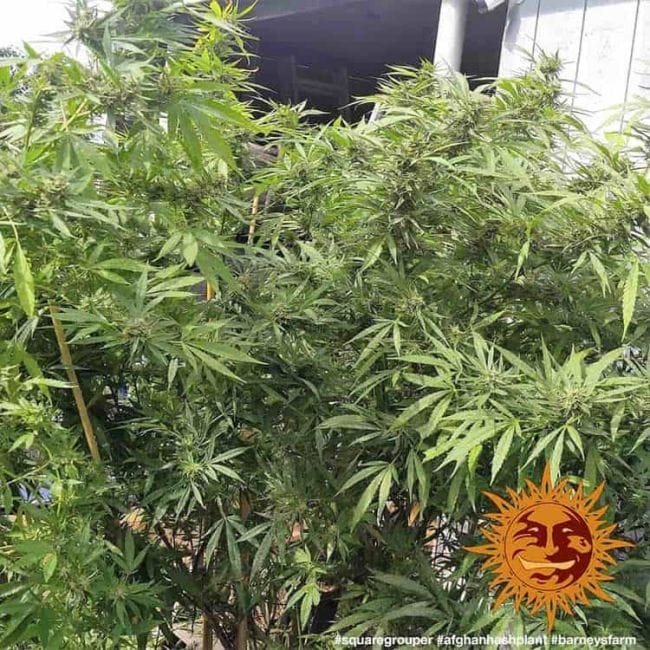 Afghan Hash Plant Regular Seeds-BFS-AFHP-REG