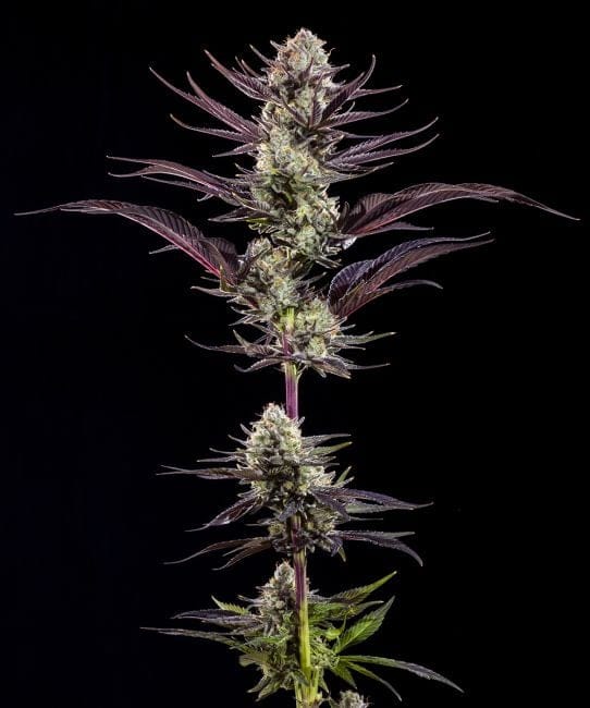 Thin Mint Frosting F1 Feminised Seeds-BFS-THMFF1-FEM