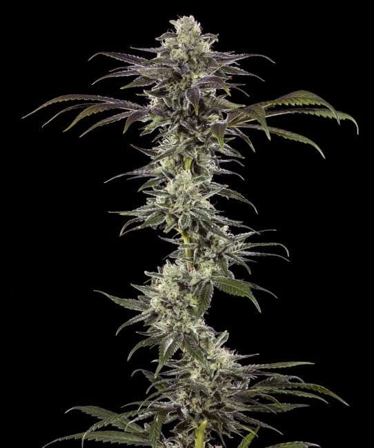 RS11 F1 Feminisiert Saatgut-BFS-RS11F1-FEM