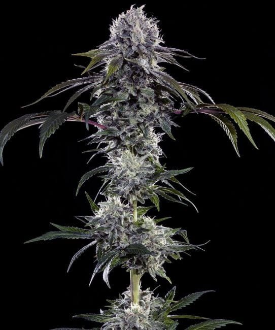 Durban Z F1 Feminisiert Saatgut-BFS-DURZF1-FEM