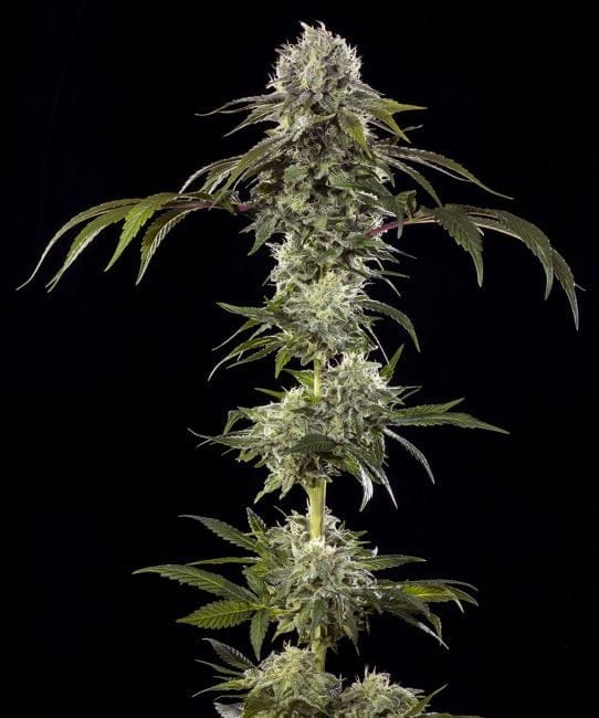 Durban Poison F1 феминизирани семена-BFS-DUPOF1-FEM