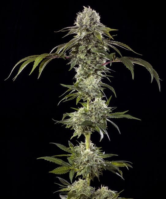 Durban Poison F1 феминизирани семена-BFS-DUPOF1-FEM