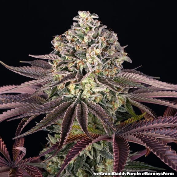 GrandDaddy Purple Feminized Seeds-BFS-GRDP-FEM