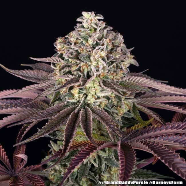 GrandDaddy Purple Feminiseret Frø-BFS-GRDP-FEM