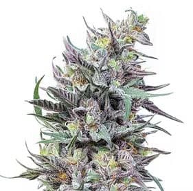 Sherbert Haze Clones-SMAN-CL-ZEN-SHHA