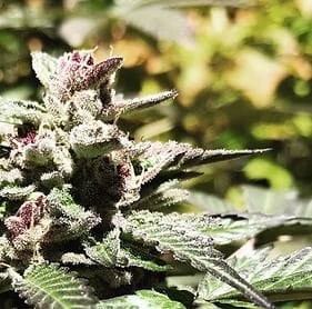 Sherbert Haze Clones-SMAN-CL-ZEN-SHHA