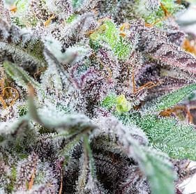 Sherbert Haze Clones-SMAN-CL-ZEN-SHHA
