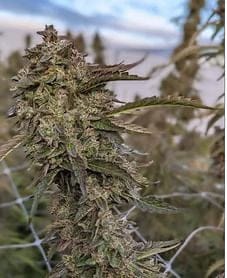 God's Breath Clones-SMAN-CL-ZEN-GOBR