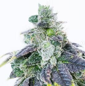 God's Breath Clones-SMAN-CL-ZEN-GOBR