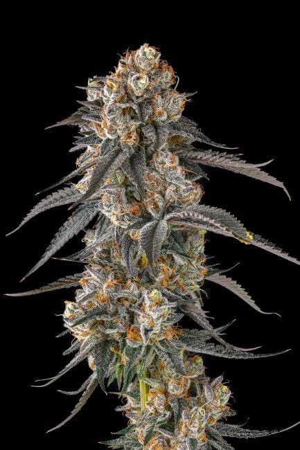 Solazo Feminized Seeds-COM-SOLA-FEM