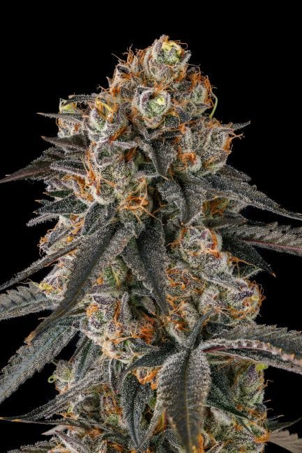 Solazo Feminized Seeds-COM-SOLA-FEM