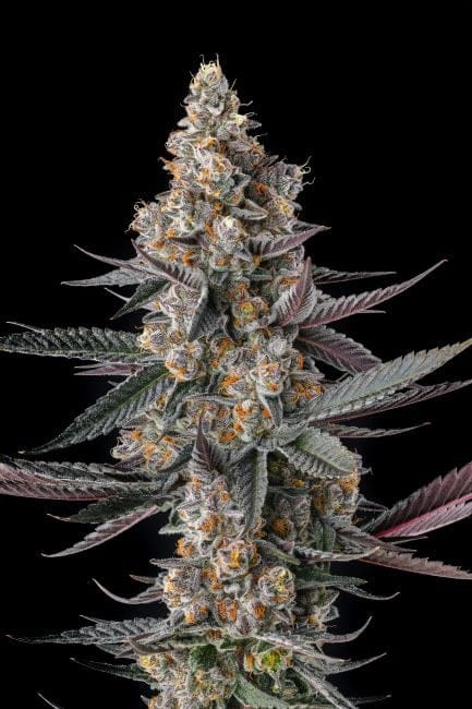 Shake Back Feminized Seeds-COM-SHBA-FEM