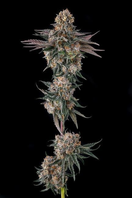Orange Moon Feminized Seeds-COM-ORMO-FEM