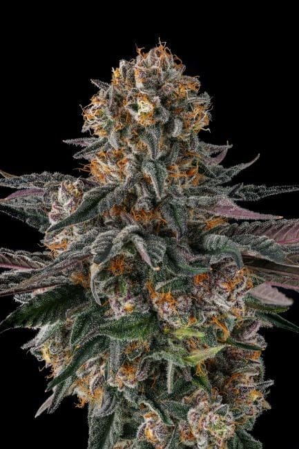 Orange Moon Feminized Seeds-COM-ORMO-FEM