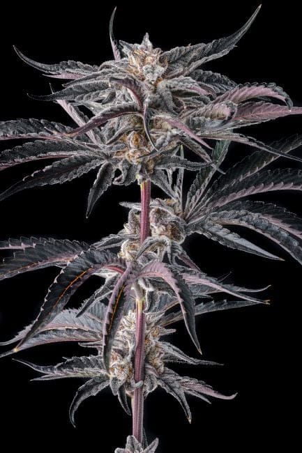 Nakamarra Feminized Seeds-COM-NAKA-FEM