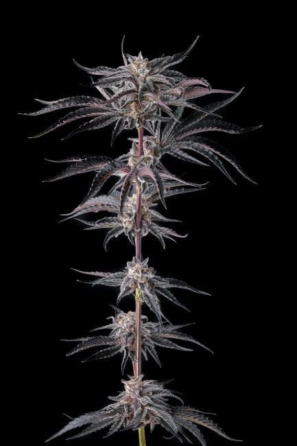 Nakamarra Feminized Seeds-COM-NAKA-FEM