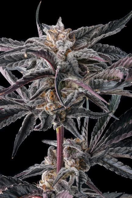 Nakamarra Feminized Seeds-COM-NAKA-FEM