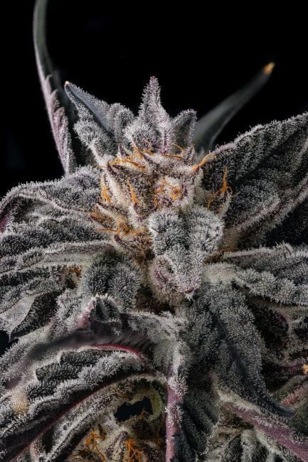 Nakamarra Feminized Seeds-COM-NAKA-FEM