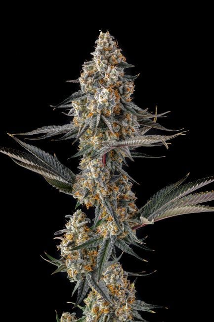 La Llorona Feminized Seeds-COM-LALL-FEM