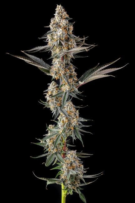 La Llorona Feminized Seeds-COM-LALL-FEM