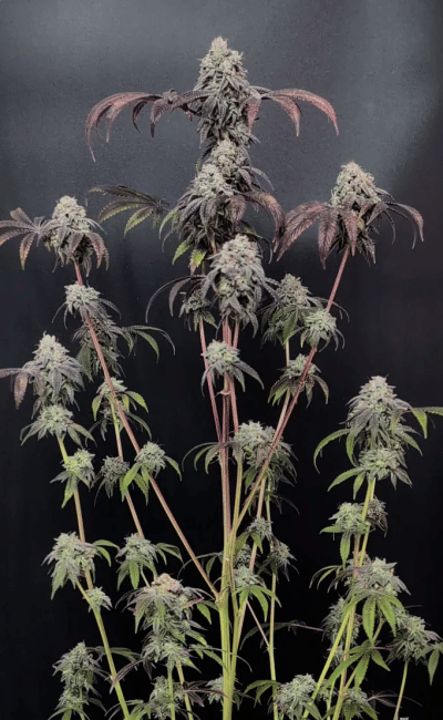 Garlic Mint Sherbet Feminised Seeds-FB-GAMS-FEM