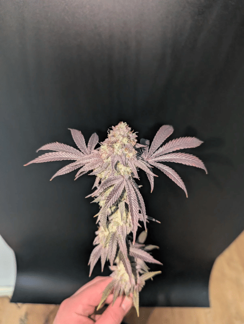 Garlic Mint Sherbet Féminisée Semences-FB-GAMS-FEM